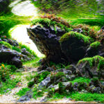 Takachiho Gorge - Aqua Plants Hub