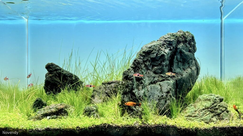 Tanjung Karang Timur - Aqua Plants Hub