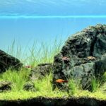 Tanjung Karang Timur - Aqua Plants Hub