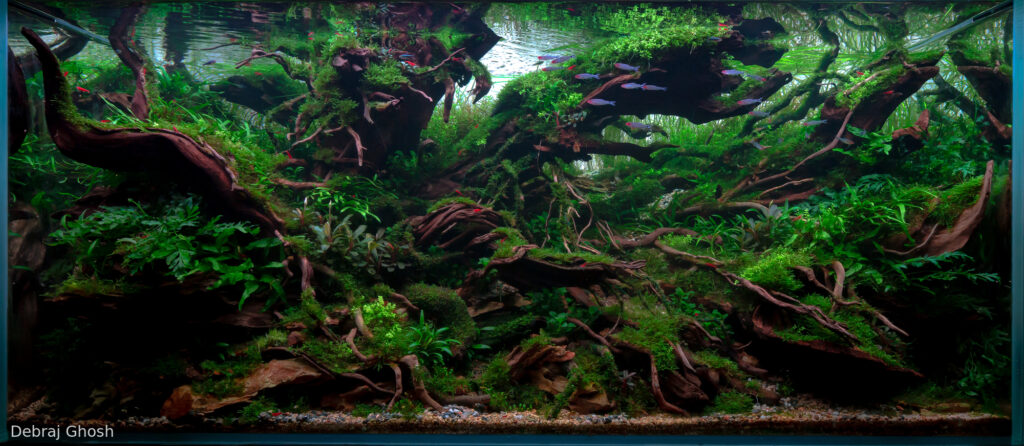 Tempest - Aqua Plants Hub
