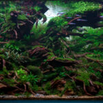 Tempest - Aqua Plants Hub