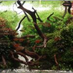 Temple of Time - Aqua Plants Hub