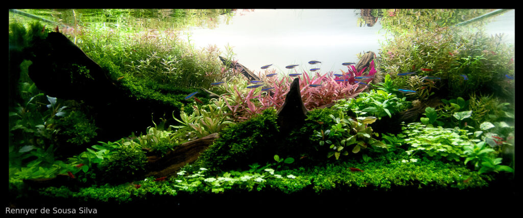 The Balance of Nature - The Balance of Nature (AGA 2025 #1127) - Aqua Plants Hub
