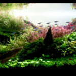 The Balance of Nature - The Balance of Nature (AGA 2025 #1127) - Aqua Plants Hub