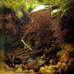 The Big Bang - Aqua Plants Hub