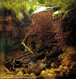 The Big Bang - Aqua Plants Hub
