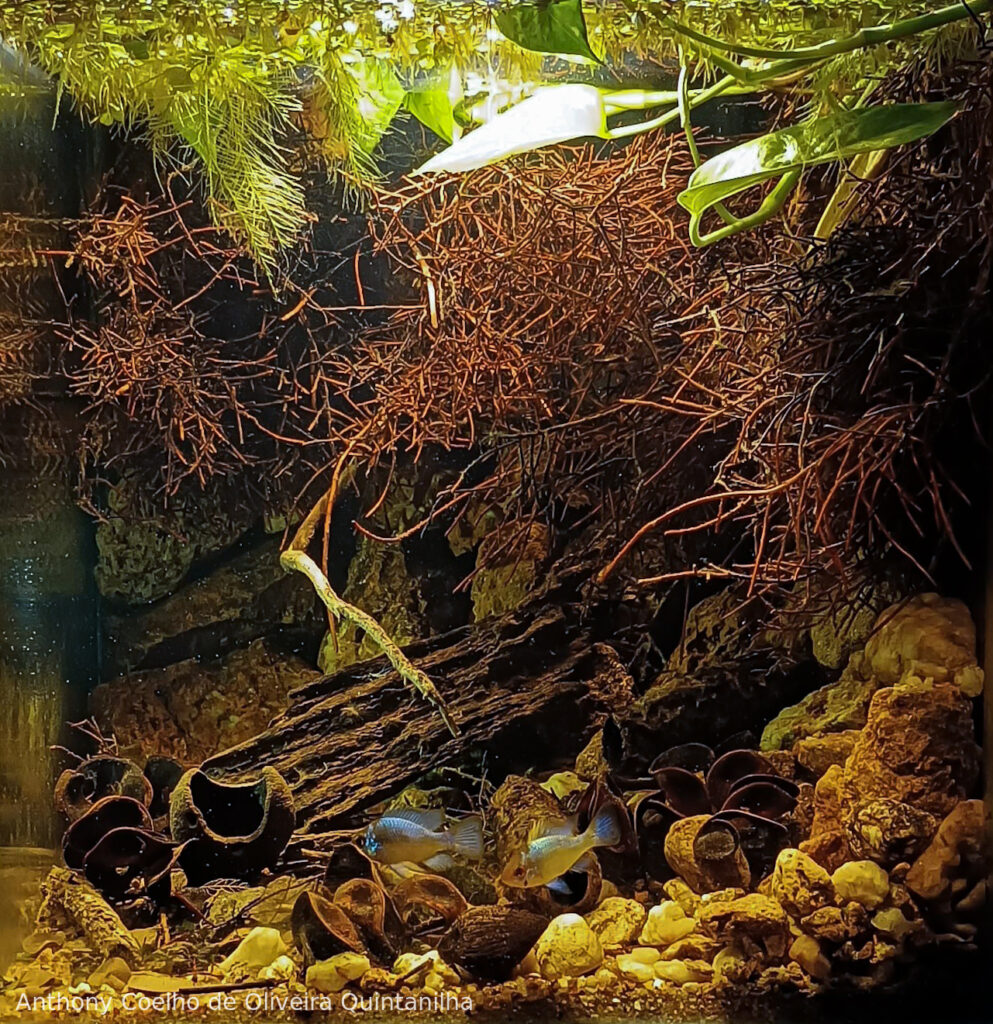 The Big Bang - Aqua Plants Hub
