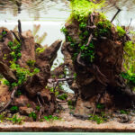 The Biggest Rock - Aqua Plants Hub