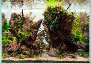The Biggest Rock - Aqua Plants Hub