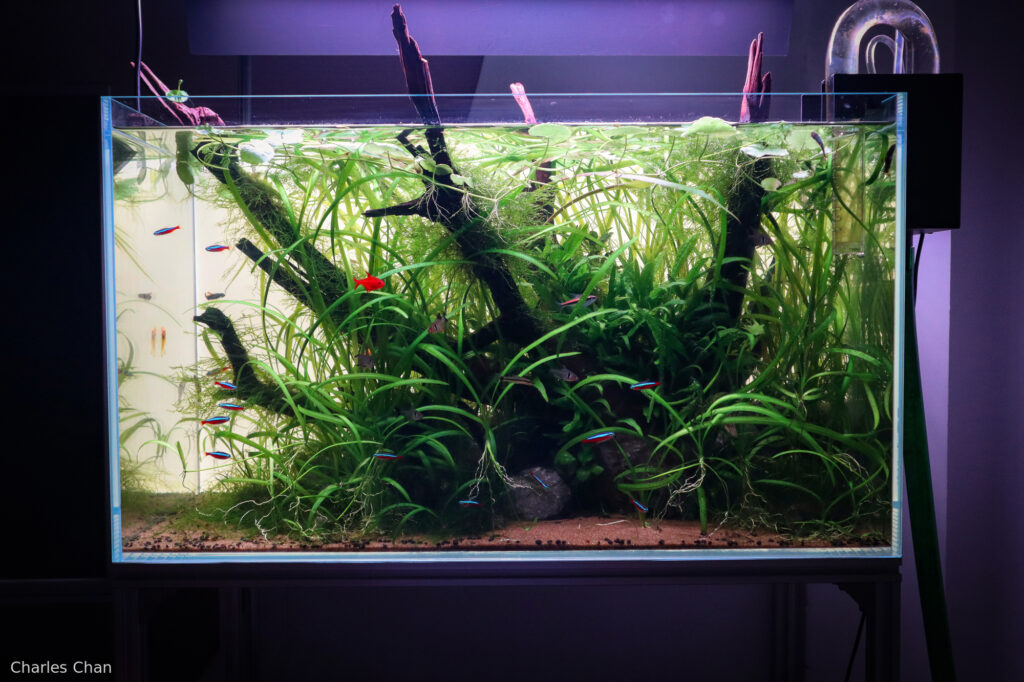 The Black Pearl - Aqua Plants Hub