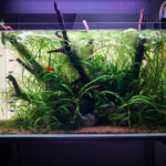 The Black Pearl - Aqua Plants Hub