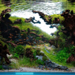 The Creation - Aqua Plants Hub