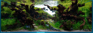 The Creation - Aqua Plants Hub