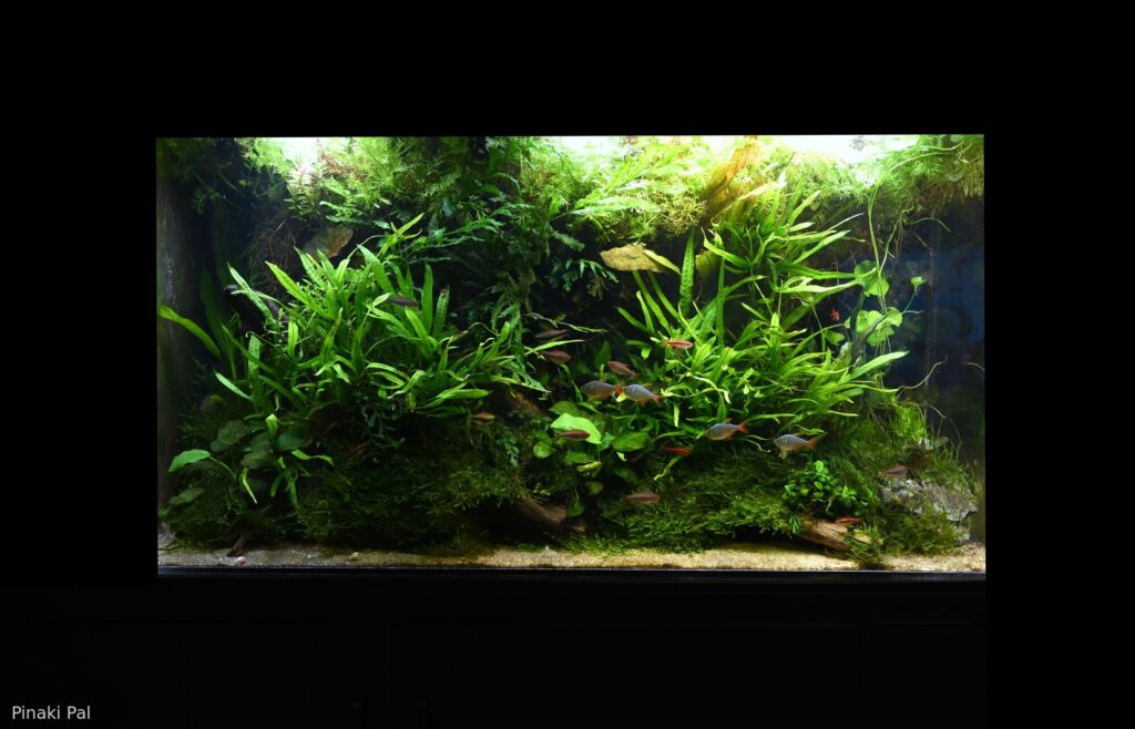 The Cretaceous Jungle - Aqua Plants Hub