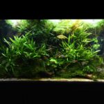The Cretaceous Jungle - Aqua Plants Hub