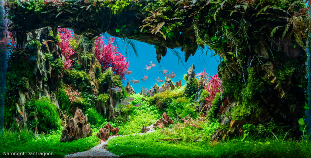The Depth - Aqua Plants Hub