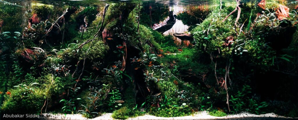 The Devil's Kitchen - The Devil’s Kitchen - Aqua Plants Hub