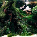 The Devil's Kitchen - The Devil’s Kitchen - Aqua Plants Hub
