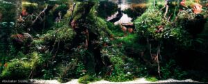 The Devil's Kitchen - The Devil’s Kitchen - Aqua Plants Hub