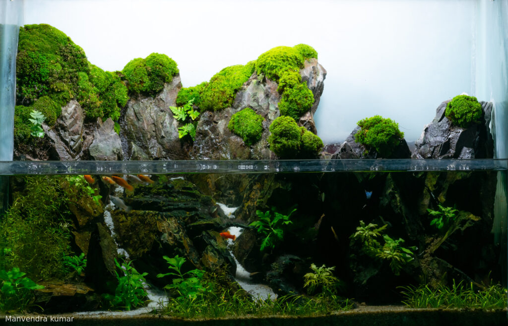 The Forbidden Valley - Aqua Plants Hub