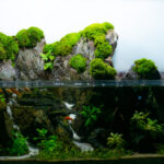The Forbidden Valley - Aqua Plants Hub