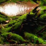 The Forgotten Eden - Aqua Plants Hub