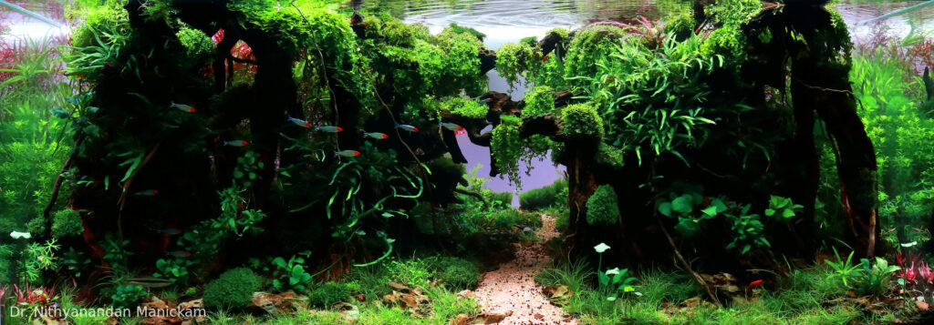 The Forgotten Passage - Aqua Plants Hub