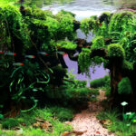 The Forgotten Passage - Aqua Plants Hub