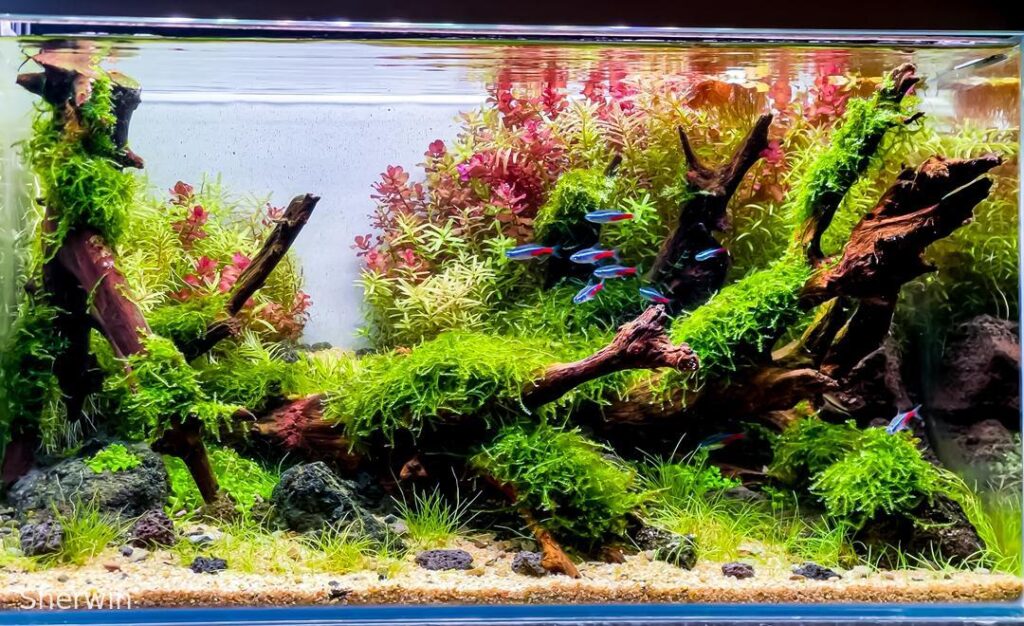 The Little Forest - Aqua Plants Hub