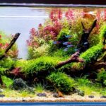 The Little Forest - Aqua Plants Hub