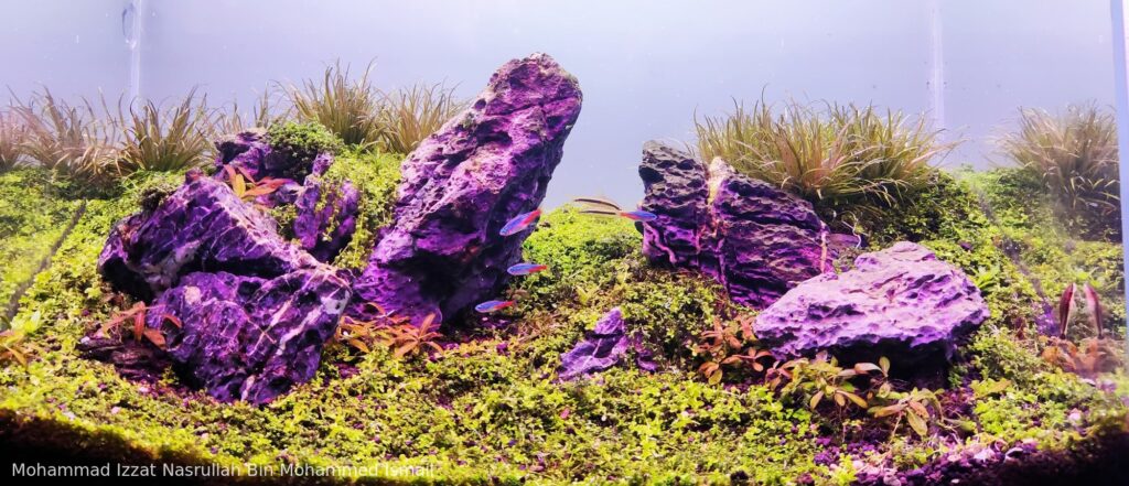 The Living Canvas - Aqua Plants Hub