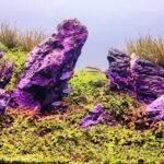 The Living Canvas - Aqua Plants Hub