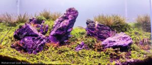 The Living Canvas - Aqua Plants Hub