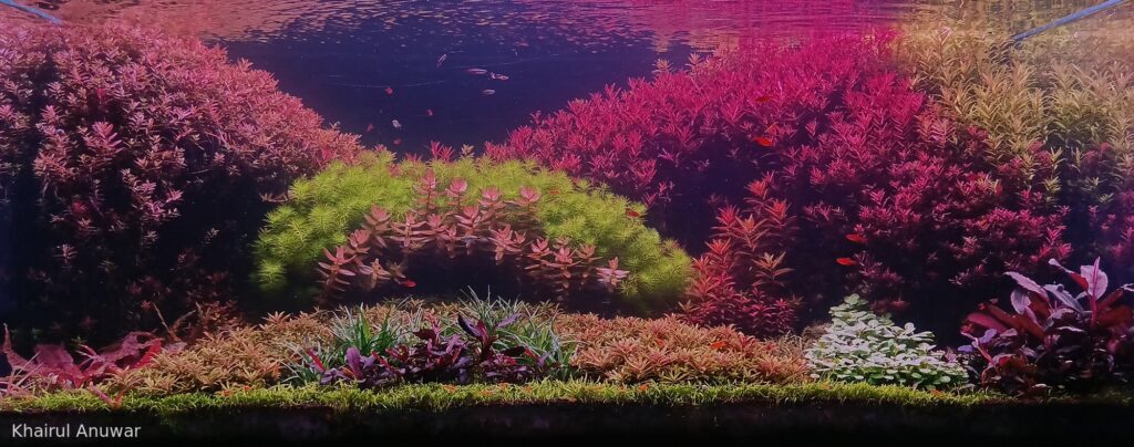 The New Era - Aqua Plants Hub