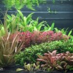 The Planted moutains - Aqua Plants Hub
