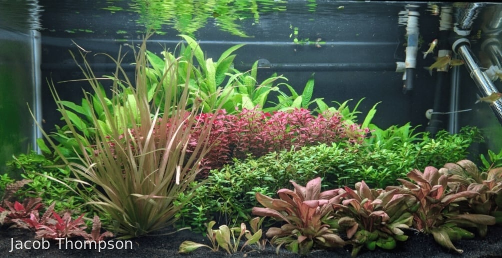 The Planted moutains - Aqua Plants Hub