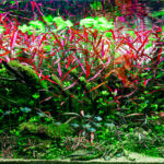 The Red - Aqua Plants Hub