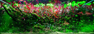 The Red - Aqua Plants Hub