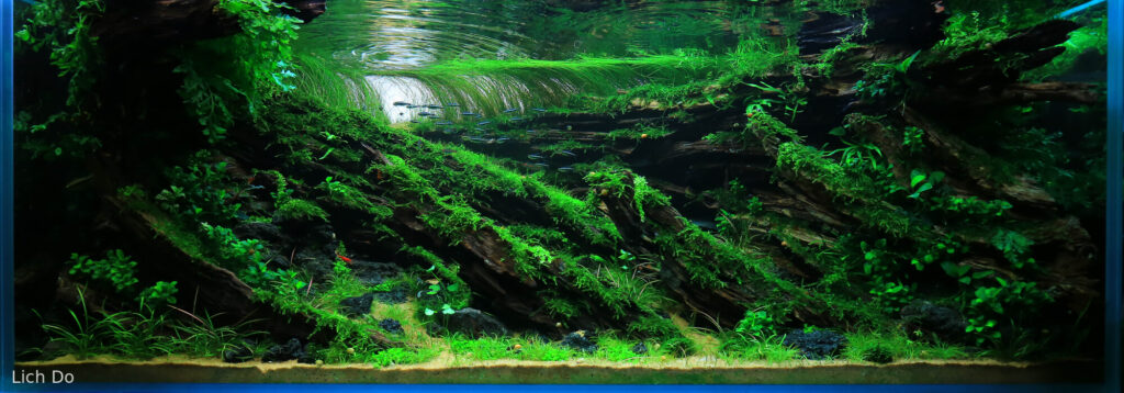 The Returning Breeze - Aqua Plants Hub