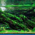 The Returning Breeze - Aqua Plants Hub