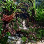 The Silent Groves - Aqua Plants Hub
