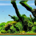 The Sky - Aqua Plants Hub