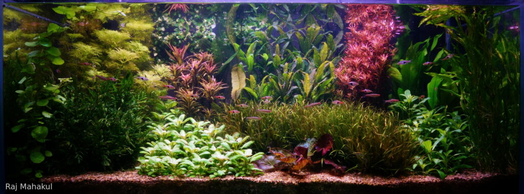 The Stillness After - Aqua Plants Hub
