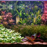 The Stillness After - Aqua Plants Hub