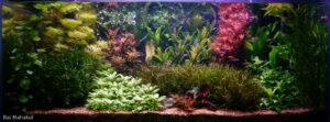 The Stillness After - Aqua Plants Hub