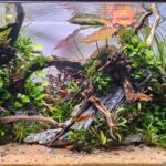 The Sunken Forest - Aqua Plants Hub