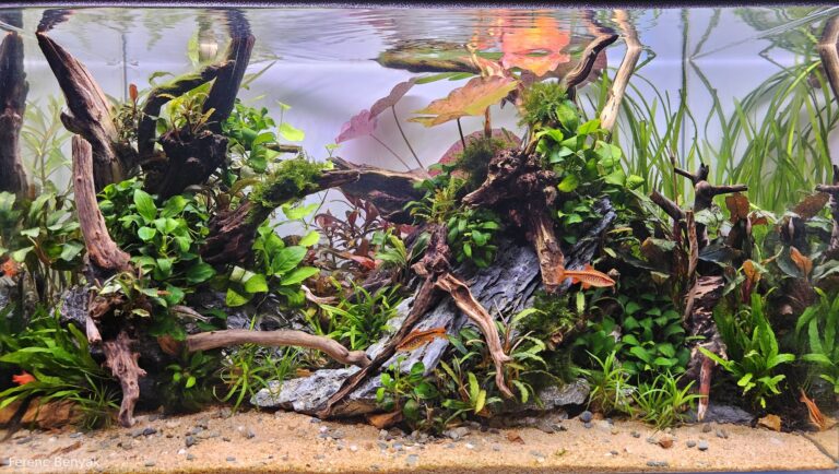 The Sunken Forest