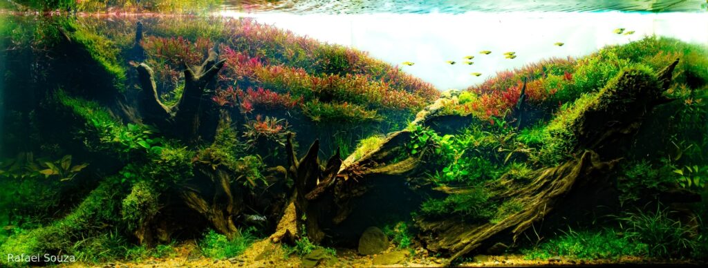 The Vale of Oliver - Aqua Plants Hub