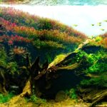 The Vale of Oliver - Aqua Plants Hub