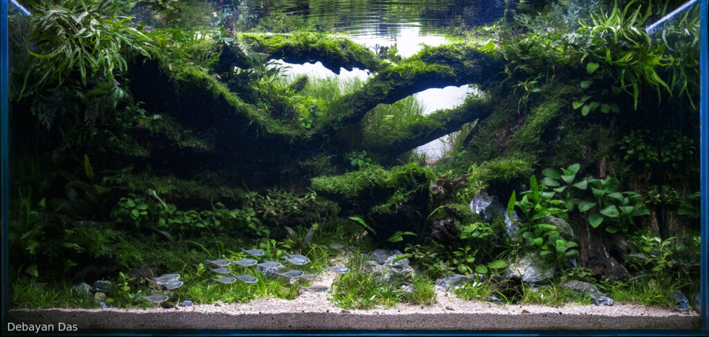 The Verdant Labyrinth - Aqua Plants Hub